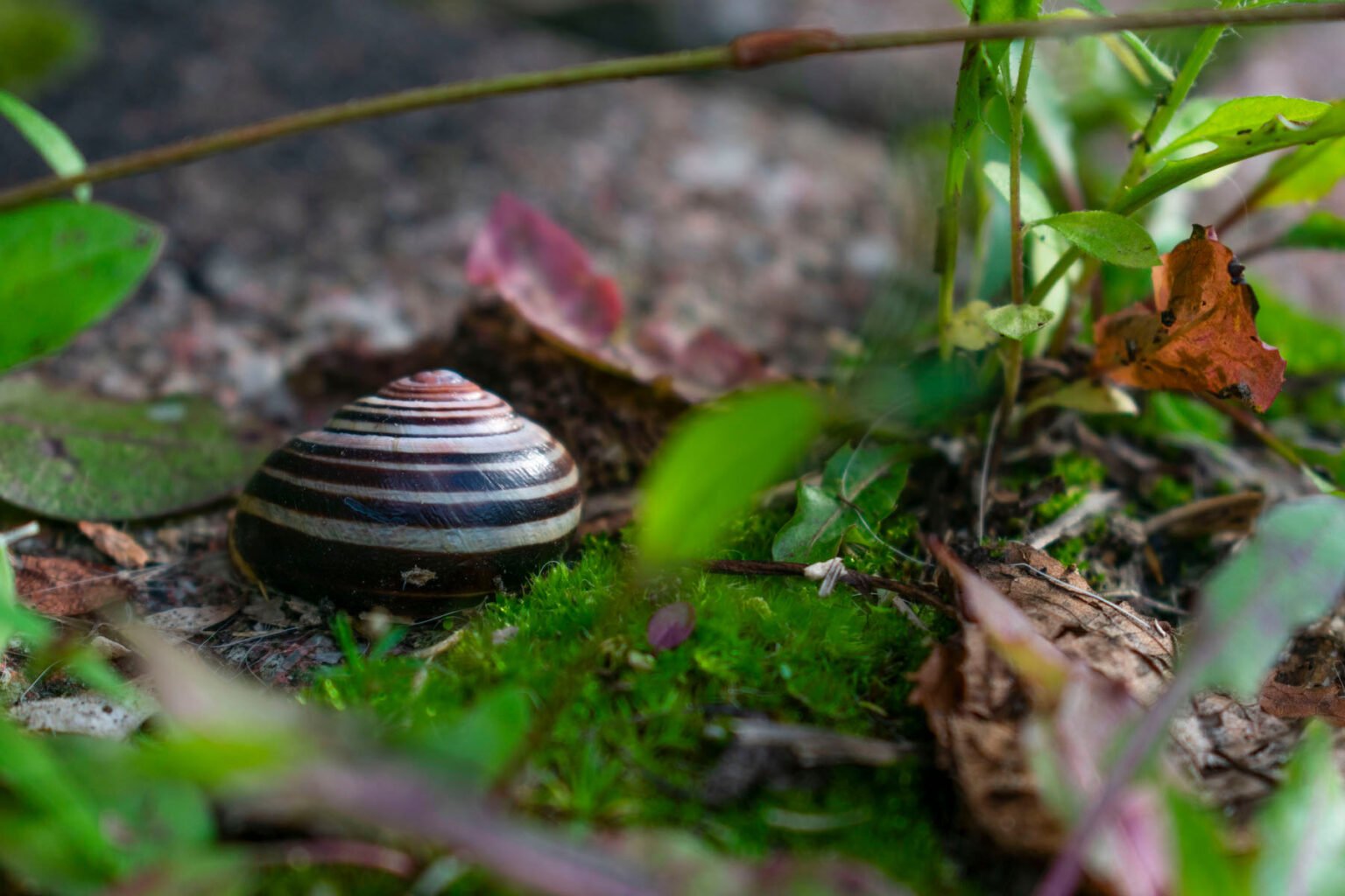 shell in Toronto, Canada