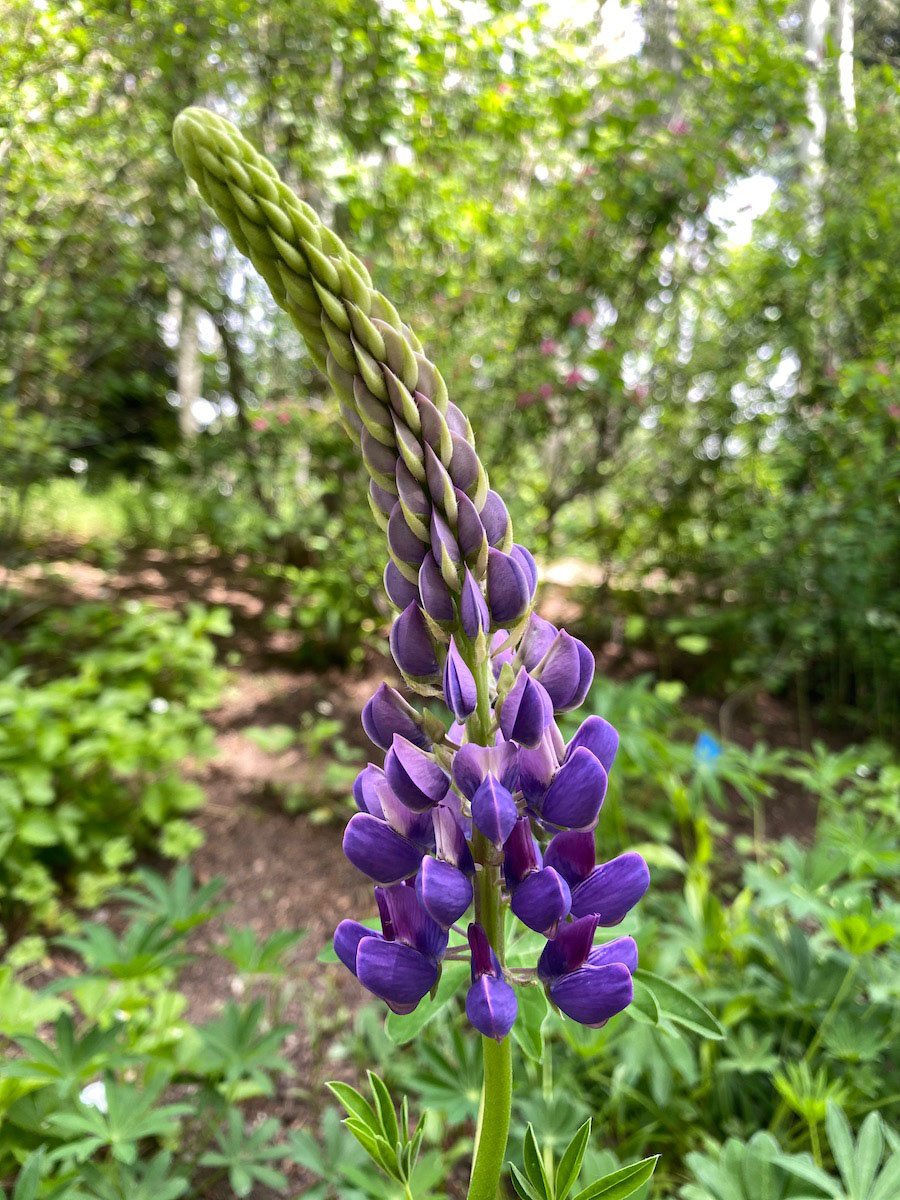 flower blooming