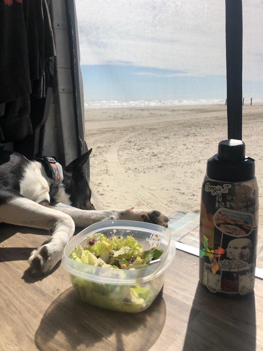 Zorro van life dog at beach